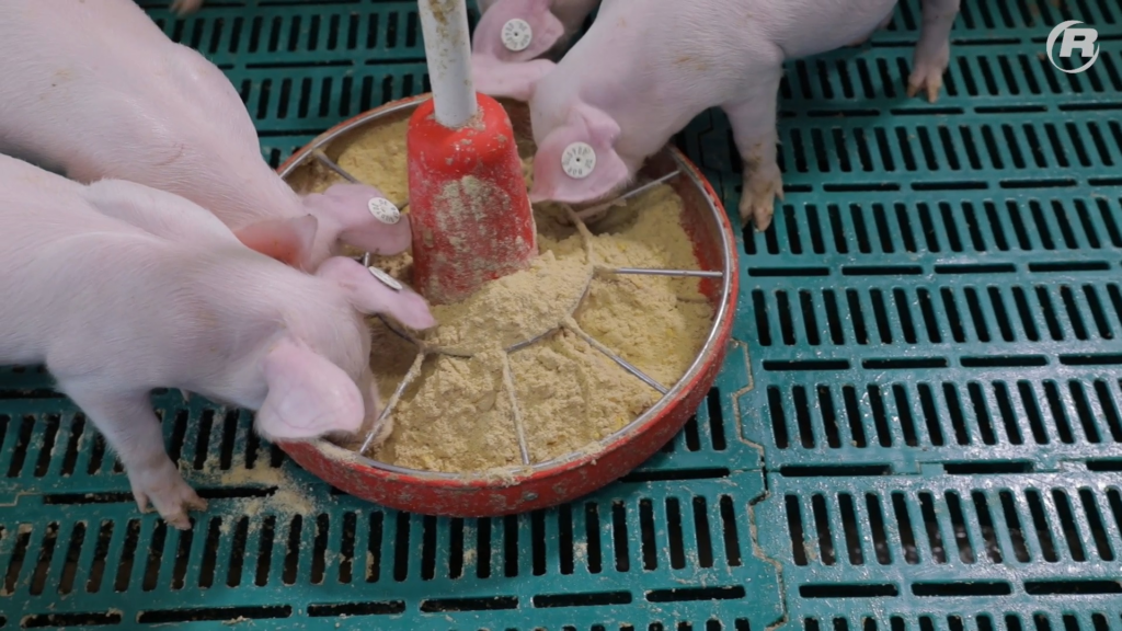 Ferkel fressen PiggiDream